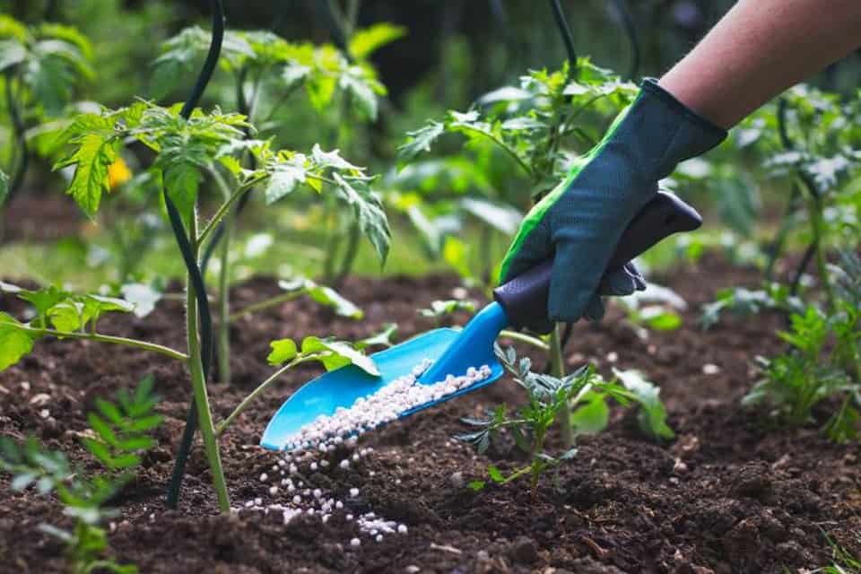 Phân bón đa dinh dưỡng giúp cây ăn quả phát triển toàn diện