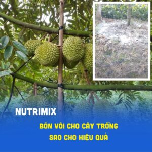 4 lưu ý quan trọng trong cách bón vôi cho sầu riêng