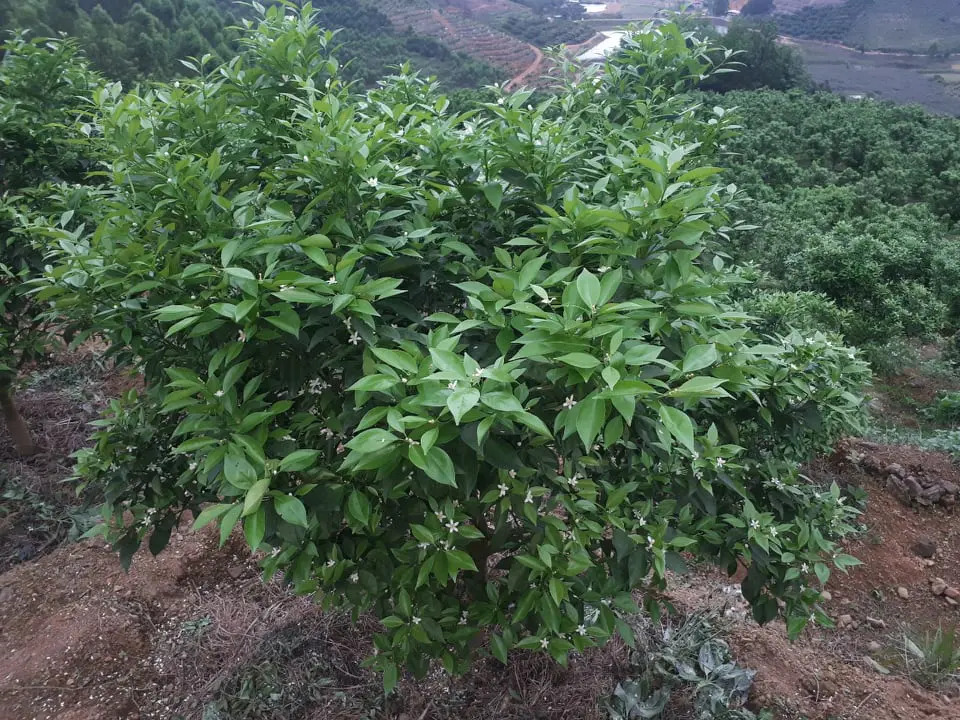 Tại Sao Lại Khoanh Vỏ Cây Cam Đường Canh?