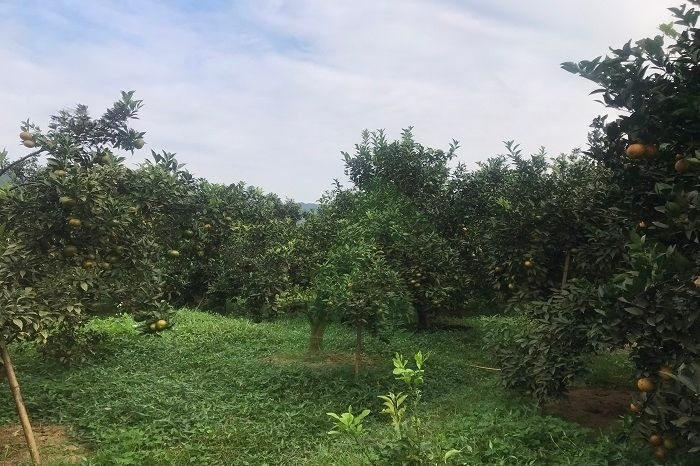 Khoanh vỏ cây cam