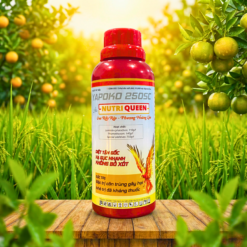 NUTRI QUEEN